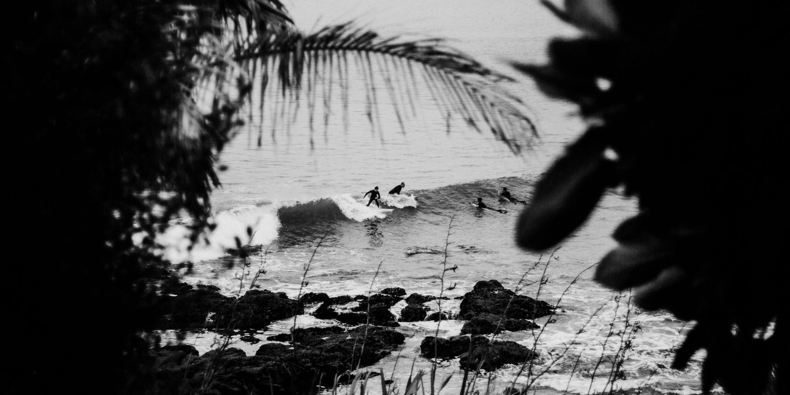 banner-2560x1280-tree-view